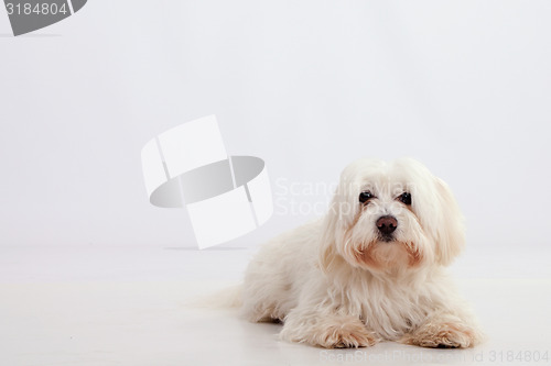 Image of Maltese dog