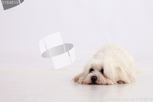 Image of Maltese dog