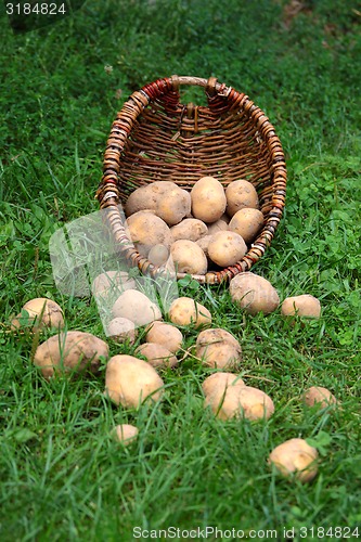 Image of Potatoes on the grass
