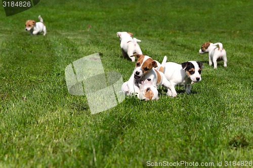 Image of Beagle puppies on grass