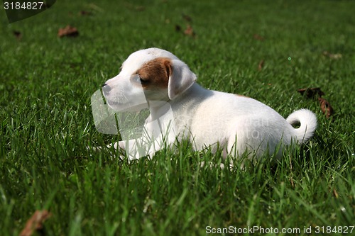 Image of Beagle puppy