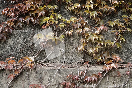 Image of Old wall with ivy