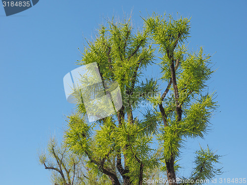 Image of Tree top