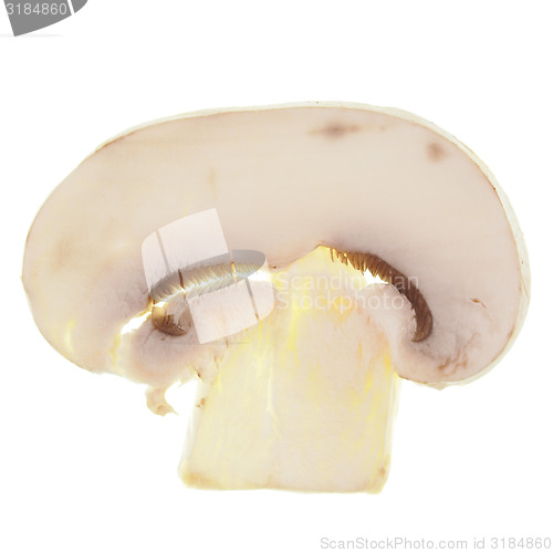 Image of Champignon mushroom isolated