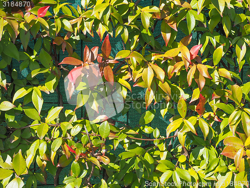 Image of Green leaves