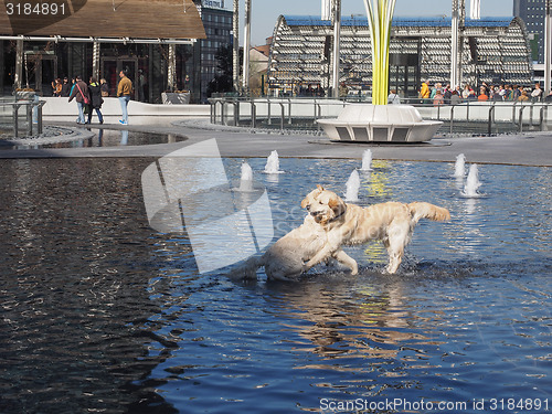Image of Dogs in water