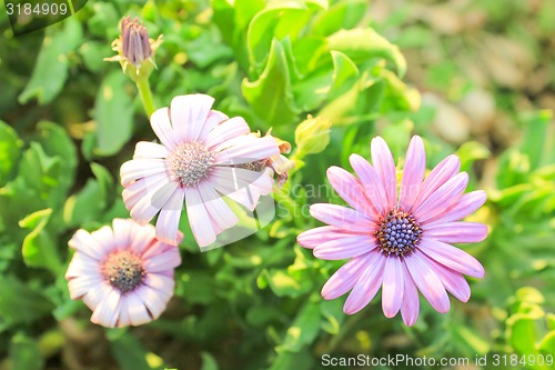 Image of Pink Flowers at sun light.