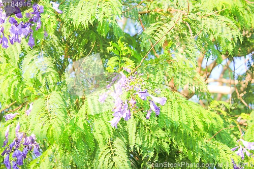 Image of Blue Flowers