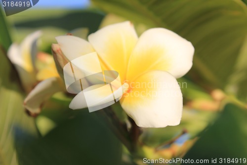 Image of Magniolia Flowers