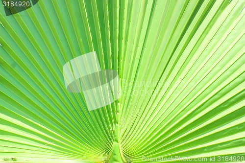 Image of Green Leaf