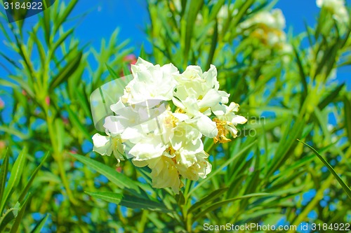 Image of White Flowers