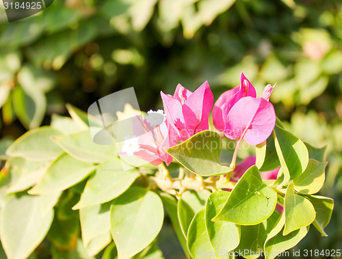 Image of Pink Flowers