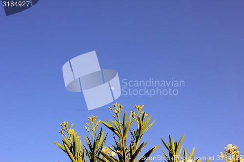 Image of White Flowers.