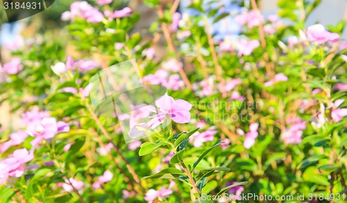 Image of Pink Flowers