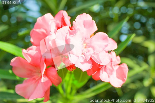 Image of Pink Background.