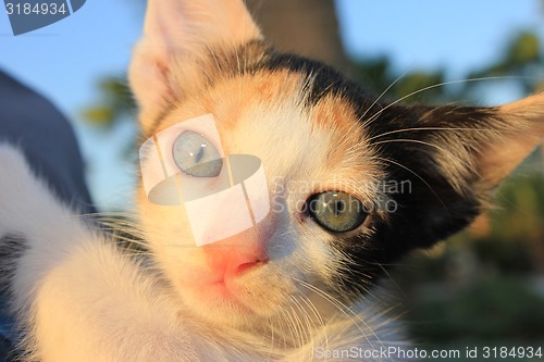 Image of Tricolor domestic kitten. 