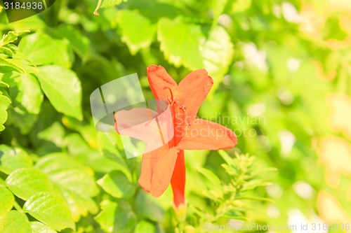 Image of Red Flowers 