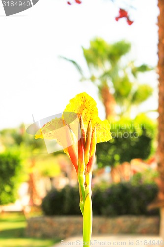 Image of Yellow Flower