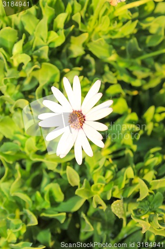 Image of White Flowers at sun light. 