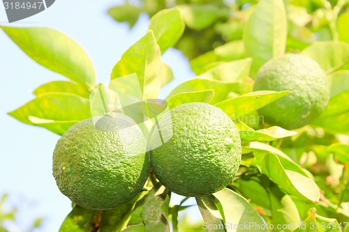 Image of Orange garden