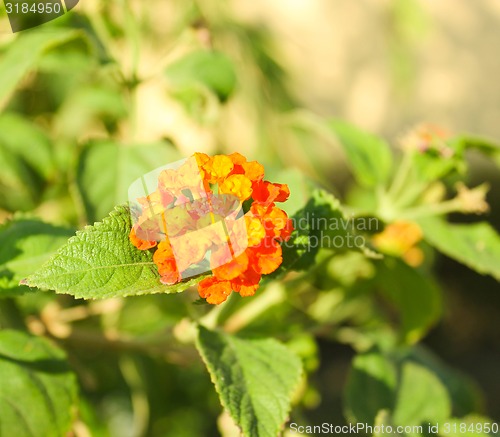 Image of Orange Flowers