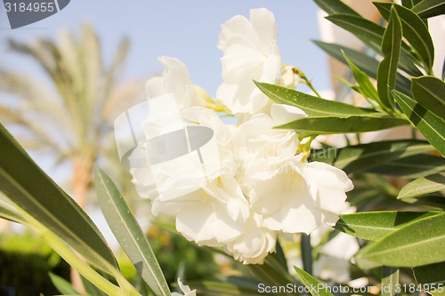 Image of White flowers