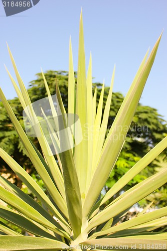 Image of Green Leaf.