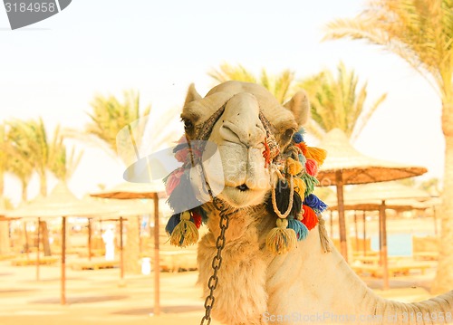 Image of Camel\'s Head. 