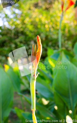 Image of Orange Flowers 