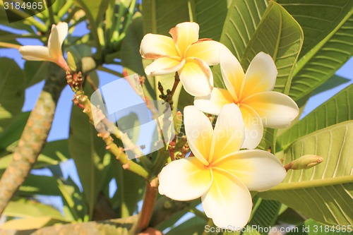 Image of Magnolia Flowers