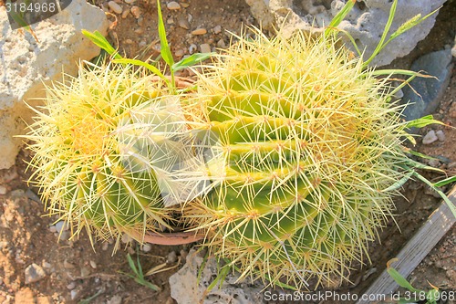 Image of Green Cactus.