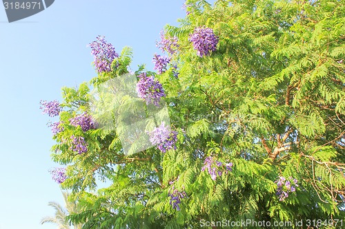 Image of Blue Flowers