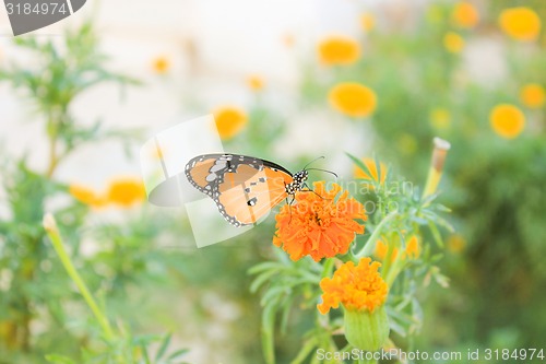 Image of Flowers and Butterfly