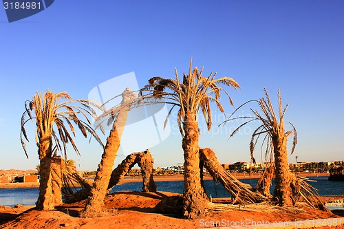 Image of Old dead Palm Trees 