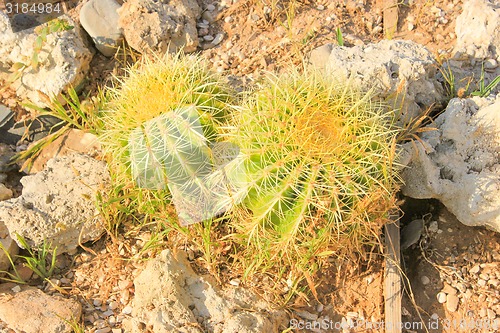 Image of Green Cactus.
