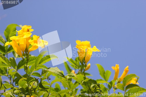 Image of Yellow Flowers