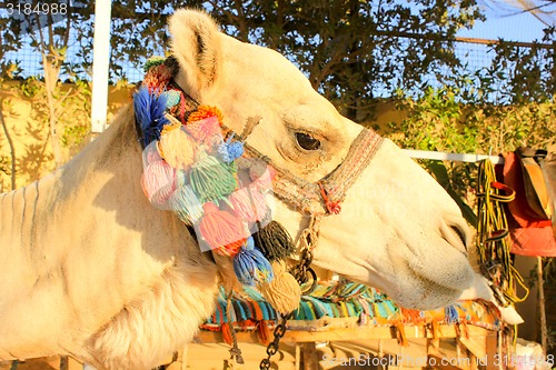 Image of Camel\'s Head. 