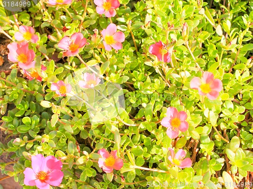 Image of Pink Flowers
