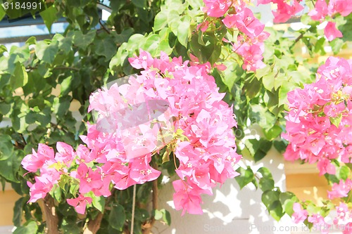 Image of Pink flowers