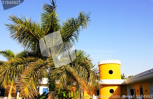 Image of Palm  tree 