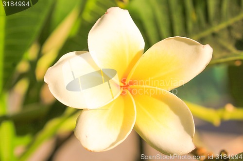 Image of Magnolia Flower