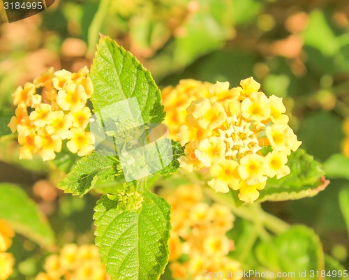 Image of Yellow Flowers