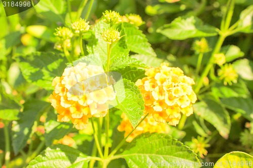 Image of Yellow Flowers