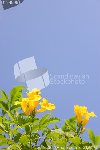 Image of Yellow Flowers