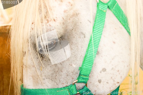 Image of Horse eye close up