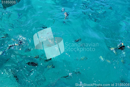 Image of Fish swimm in the Sea
