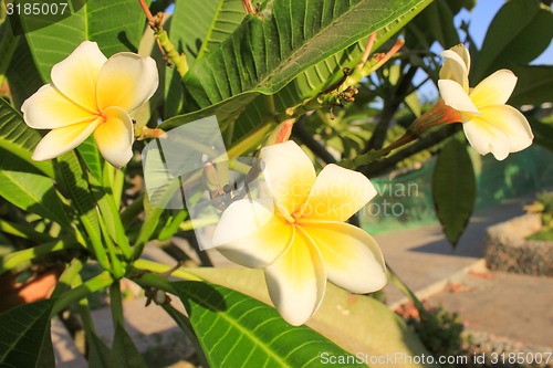 Image of Magnolia Flowers