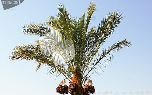 Image of tree palm