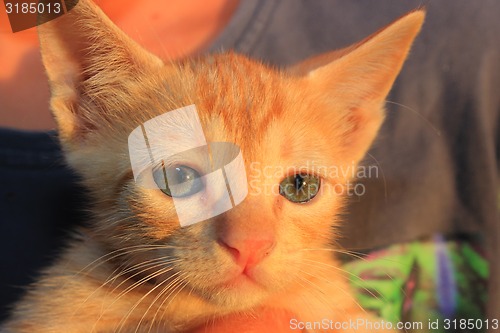 Image of Cute domestic kitten.