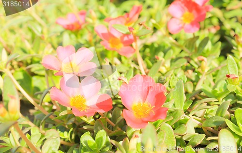 Image of Pink Flowers